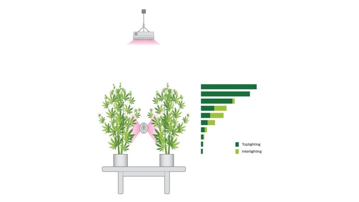 Rozložení světla v porostu v kombinaci horního osvětlení LED + intercanopy LED